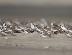 Lesser Sand Plovers, 蒙古沙鸻, Charadrius mongolus / Curlew Sandpiper, 弯嘴滨鹬, Calidris ferruginea / Broad-billed Sandpipers, 阔嘴鹬, Calidris falcinellus-gallery-