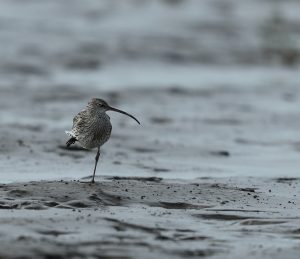 Eurasian Curlew, 白腰杓鹬, Numenius arquata-gallery-