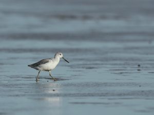 Nordmann’s Greenshank, 小青脚鹬, Tringa guttifer-gallery-