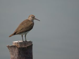 Common Sandpiper, 矶鹬, Actitis hypoleucos-gallery-