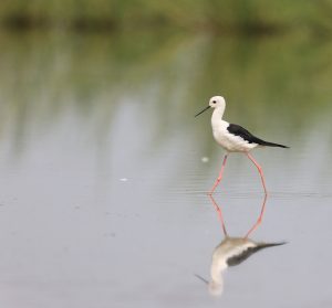 Black-winged Stilts, 黑翅长脚鹬, Himantopus himantopus-gallery-