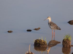 Spotted Redshank, 鹤鹬, Tringa erythropus-gallery-