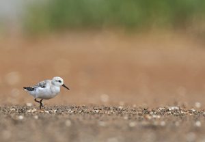 Sanderling, 三趾滨鹬, Calidris alba-gallery-