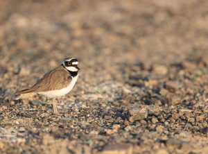 Little Ringed Plover, 金眶鸻, Charadrius dubius-gallery-