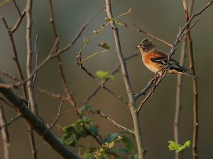 Brambling, 燕雀, Fringilla montifringilla-gallery-