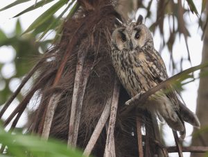 Long-eared Owl, 长耳鸮, Asio otus-gallery-