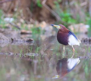 Chinese Pond Heron, 池鹭, Ardeola bacchus-gallery-