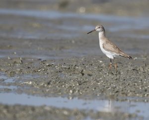 Common Redshank, 红脚鹬, Tringa totanus-gallery-