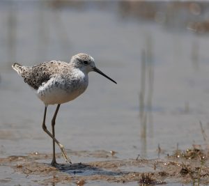 Marsh Sandpiper, 泽鹬, Tringa stagnatilis-gallery-