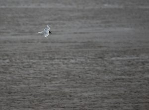 Saunders Gull, 黑嘴鸥, Chroicocephalus saundersi-gallery-