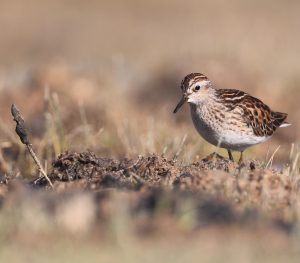 Long-toed Stint, 长趾滨鹬, Calidris subminuta-gallery-