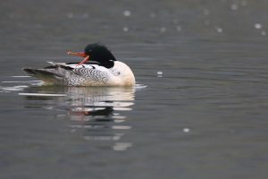 Scaly-sided Merganser, 中华秋沙鸭, Mergus squamatus-gallery-