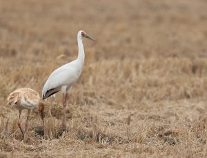 Siberian Cranes, 白鹤, Leucogeranus leucogeranus-gallery-