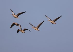 Greylag Goose, 灰雁, Anser anser-gallery-