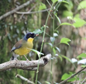 Blue-crowned Laughingthrush, 靛冠噪鹛, Pterorhinus courtoisi-gallery-