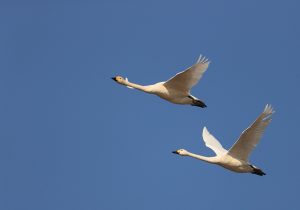 Tundra Swan, 小天鹅, Cygnus columbianus-gallery-