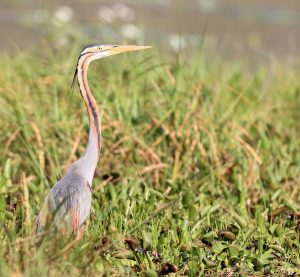 Purple Heron, 草鹭, Ardea purpurea-gallery-