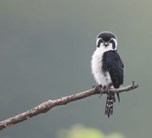 Pied Falconet, 白腿小隼, Microhierax melanoleucos-gallery-