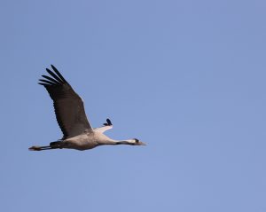 Common Crane, 灰鹤, Grus grus-gallery-