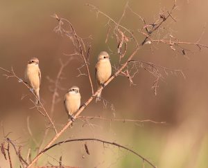 Chinese Penduline Tit, 中华攀雀, Remiz consobrinus-gallery-