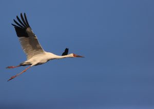 Siberian Crane, 白鹤, Leucogeranus leucogeranus-gallery-