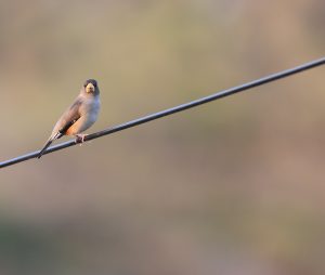 Chinese Grosbeak, 黑尾蜡嘴雀, Eophona migratoria-gallery-