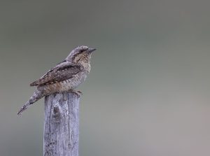 Eurasian Wryneck, 蚁䴕, Jynx torquilla-gallery-