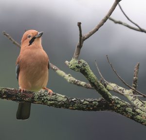 Eurasian Jay, 松鸦, Garrulus glandarius-gallery-