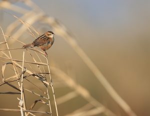 Zitting Cisticola, 棕扇尾莺, Cisticola juncidis-gallery-