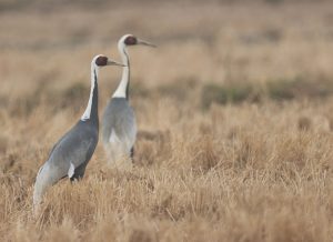 White-naped Cranes, 白枕鹤, Antigone vipio-gallery-