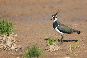 Northern Lapwing, 凤头麦鸡, Vanellus vanellus-gallery-