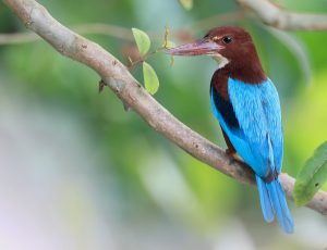 White-throated Kingfisher, 白胸翡翠, Halcyon smyrnensis-gallery-