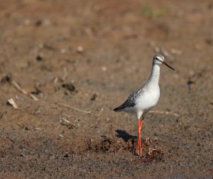 Spotted Redshank, 鹤鹬, Tringa erythropus-gallery-