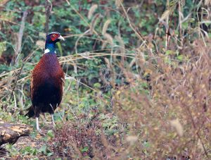 Common Pheasant, 雉鸡, Phasianus colchicus-gallery-