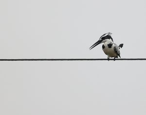 Pied Kingfisher, 斑鱼狗, Ceryle rudis-gallery-