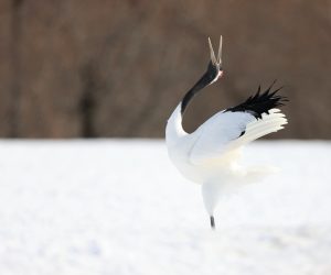 Red-crowned Crane, 丹顶鹤, Grus japonensis-gallery-