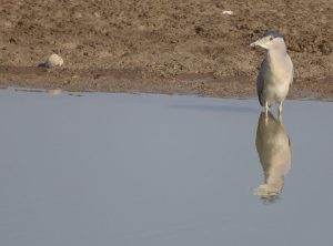 Black-crowned Night Heron, 夜鹭, Nycticorax nycticorax-gallery-