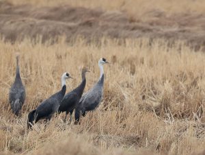 Hooded Cranes, 白头鹤, Grus monacha-gallery-