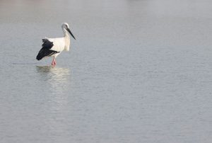 Oriental Stork, 东方白鹳, Ciconia boyciana-gallery-