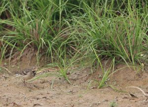 Buff-bellied Pipit, 黄腹鹨, Anthus rubescens-gallery-