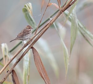 Little Bunting, 小鹀, Emberiza pusilla-gallery-