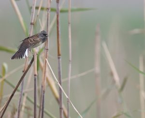 Black-faced Bunting, 灰头鹀, Emberiza spodocephala-gallery-