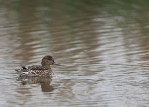 Eurasian Teal, 绿翅鸭, Anas crecca-gallery-