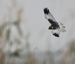 Eastern Marsh Harrier, 白腹鹞, Circus spilonotus-gallery-