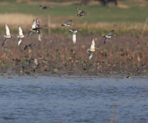 Gadwall, 赤膀鸭, Mareca strepera-gallery-