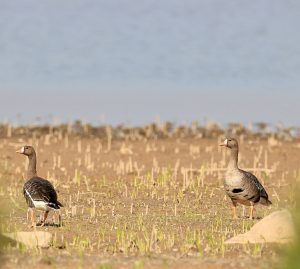 Greater White-fronted Goose, 白额雁, Anser albifrons-gallery-