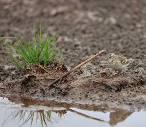 Water Pipit, 水鹨, Anthus spinoletta-gallery-