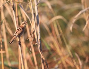 Japanese Reed Bunting, 红颈苇鹀, Emberiza yessoensis-gallery-