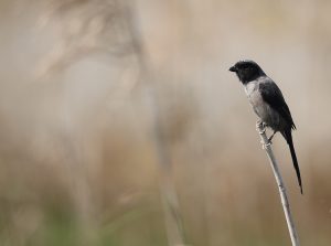 Long-tailed Shrike, 棕背伯劳, Lanius schach-gallery-