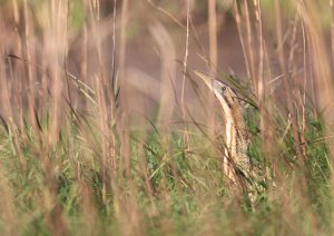 Eurasian Bittern, 大麻鳽, Botaurus stellaris-gallery-